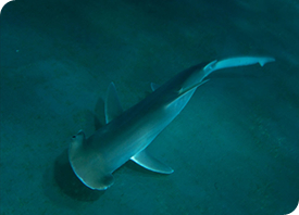 Bonnethead Shark