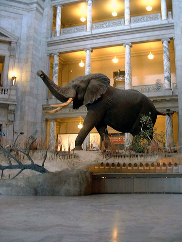 Elephant