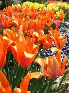 Orange - Yellow