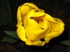 Yellow Tulip