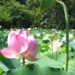 Lotus Flowers in Full Bloom
