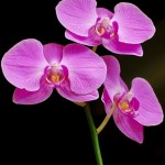 Orchids Everywhere