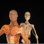 Body Worlds 2 in Baltimore
