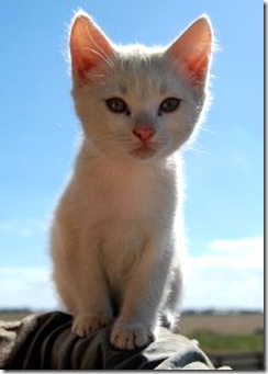 Cute white kitten Cute white kitten
